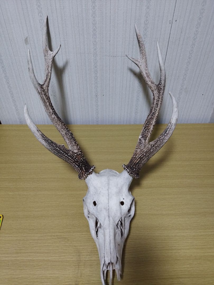 鹿の角　ニホンジカ 3頭