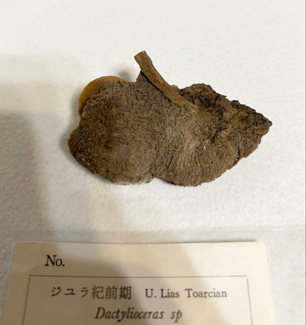 ジュラ紀前期 アンモナイト ダクティリオセラス 化石 標本 ドイツ産