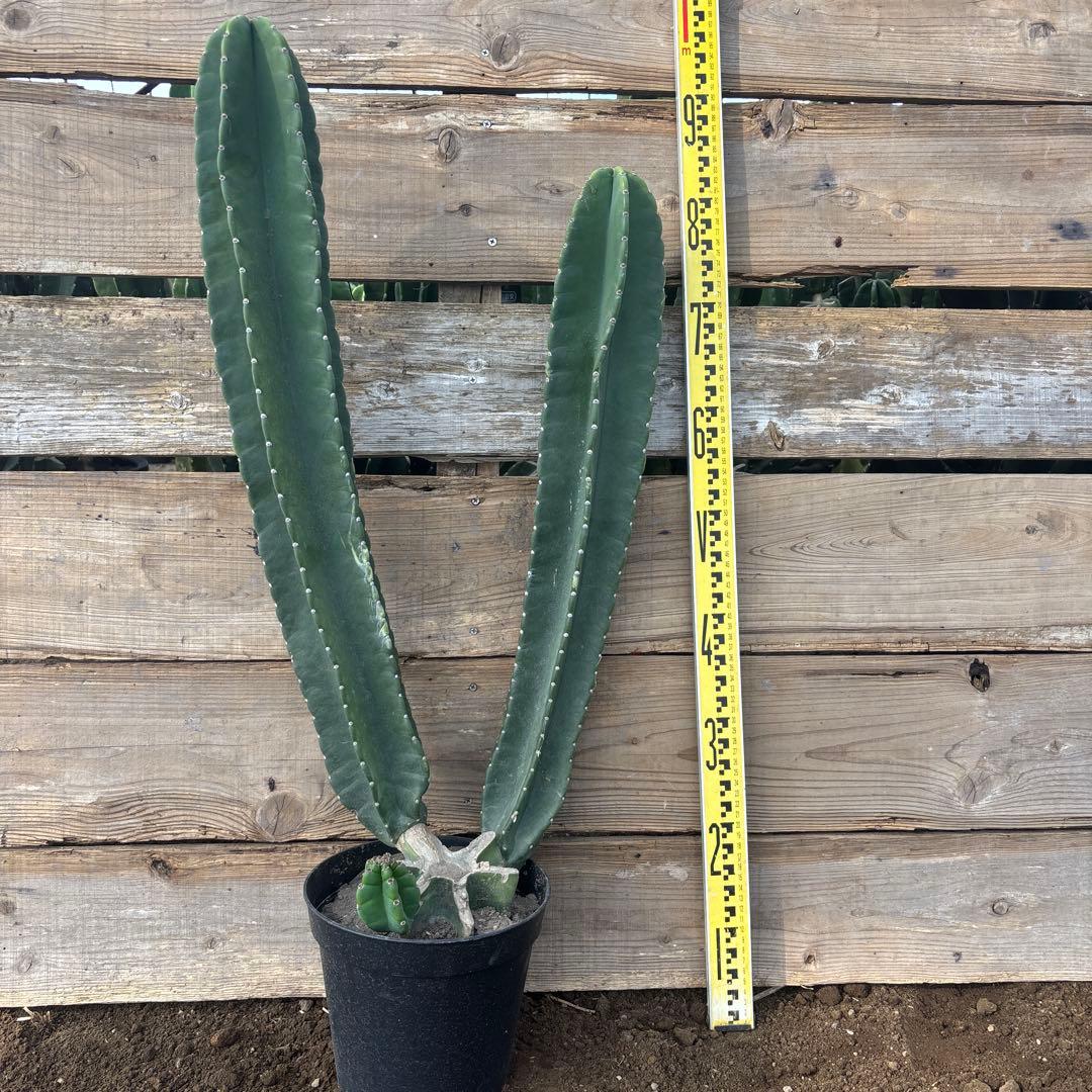 越冬済まとめ買OK 柱サボテン　鬼面角　発根　サボテンブランチ　ドライガーデン