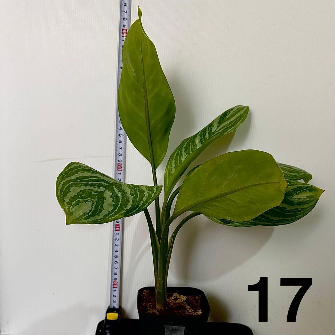 アグラオネマ ニティドゥム カーティシー 観葉植物 LEON レオン 17