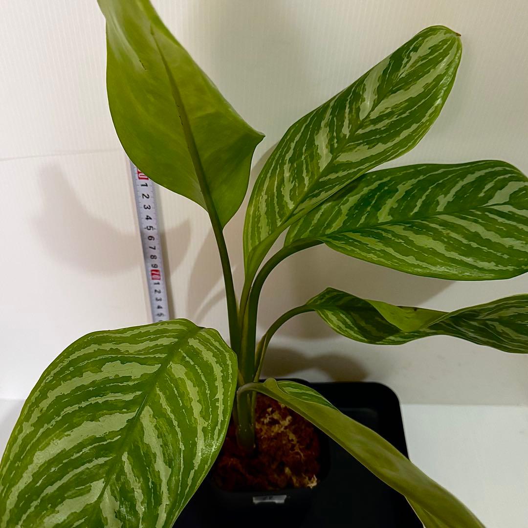 アグラオネマ ニティドゥム カーティシー 観葉植物 LEON レオン 17