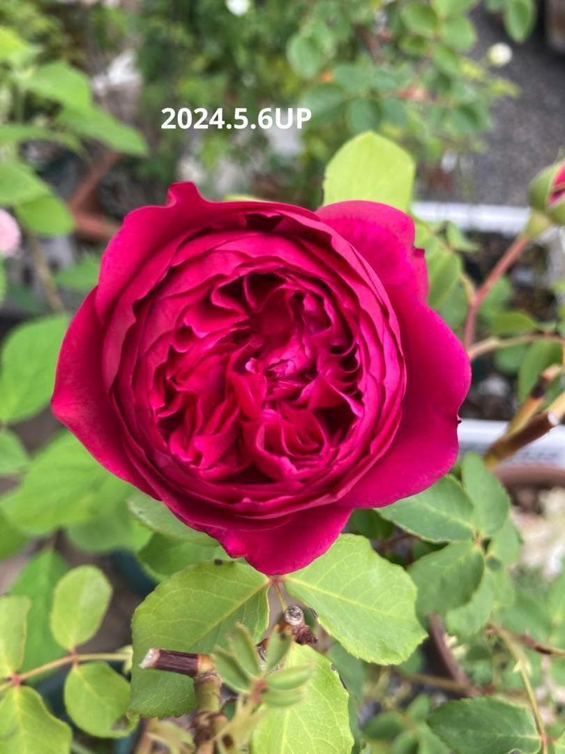 ♡Catガーデン／バラ　挿し穂苗　2025.11.16更新