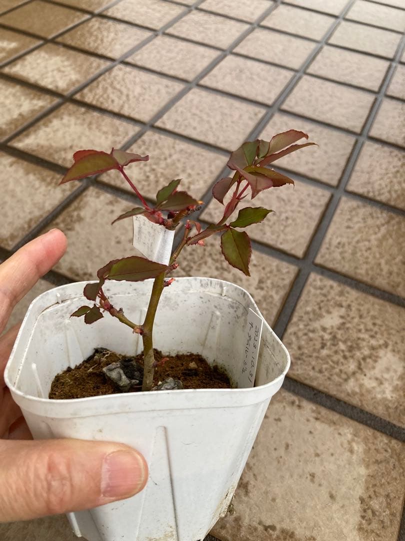 ♡Catガーデン／バラ　挿し穂苗　2025.11.16更新