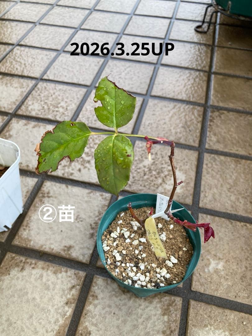 ♡Catガーデン／バラ　挿し穂苗　2025.11.16更新