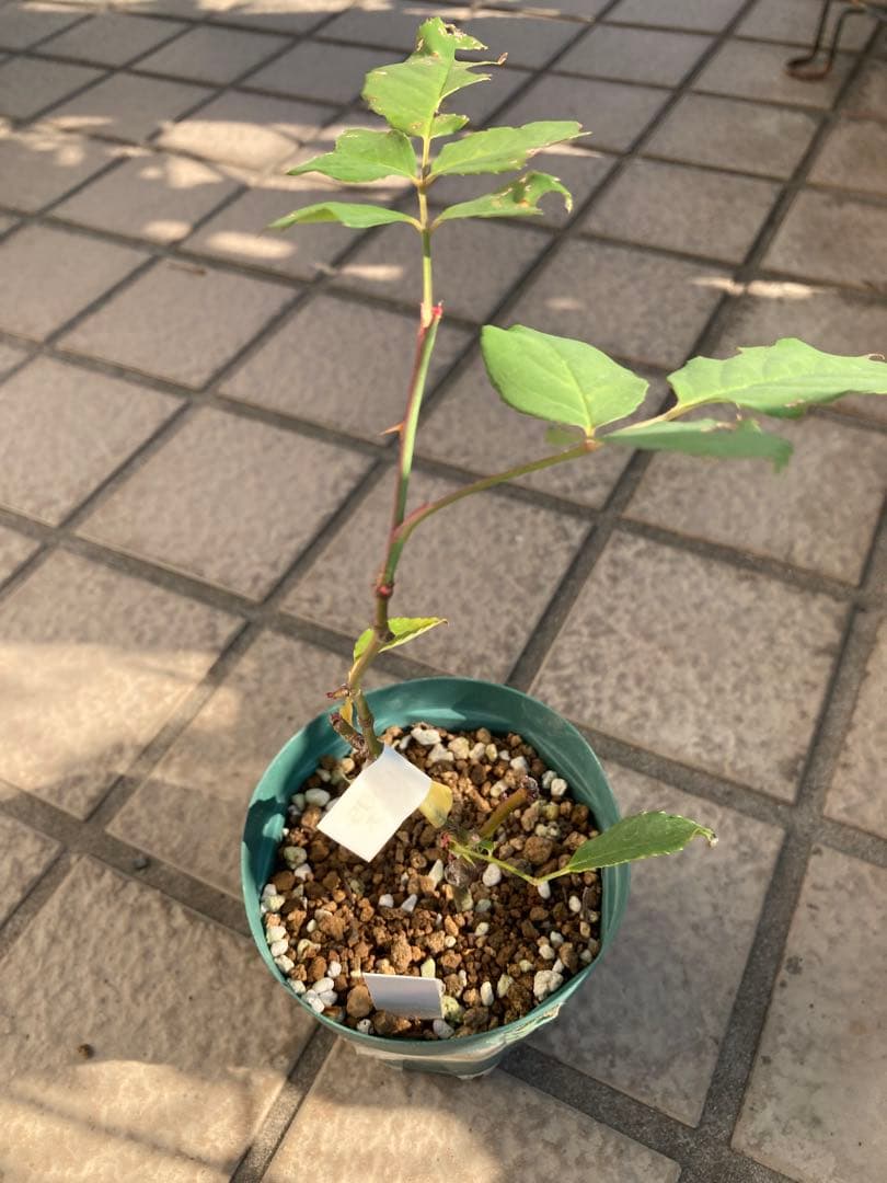 ♡Catガーデン／バラ　挿し穂苗　2025.11.16更新