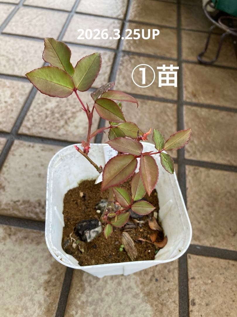 ♡Catガーデン／バラ　挿し穂苗　2025.11.16更新