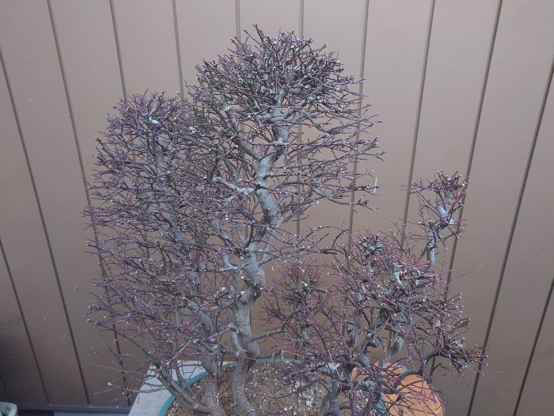 盆栽　コマユミ　樹高70cm
