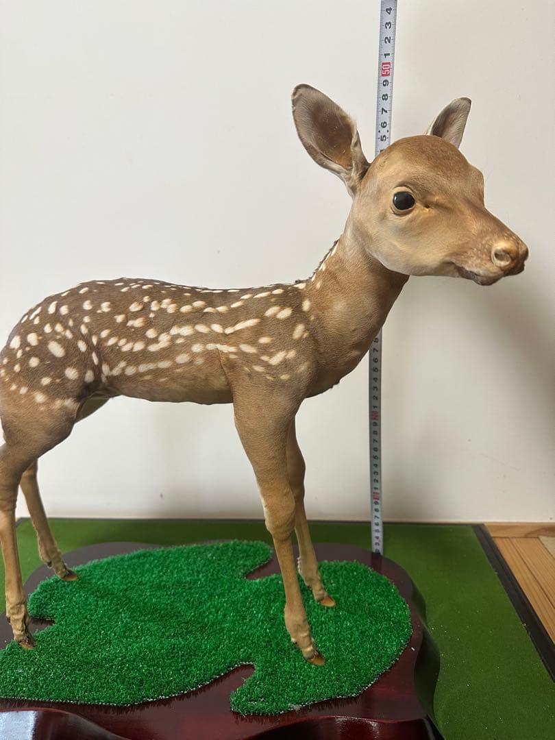 剥製 バンビ　子鹿 ニホンジカ 本物