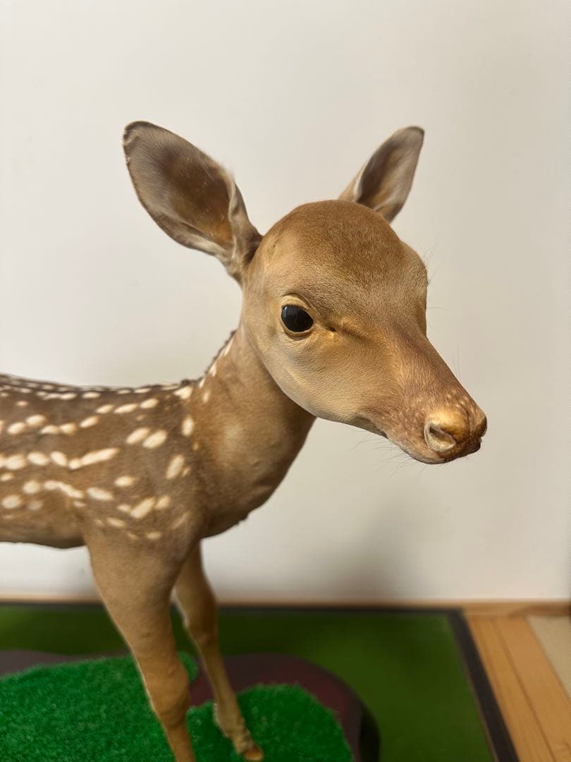 剥製 バンビ　子鹿 ニホンジカ 本物
