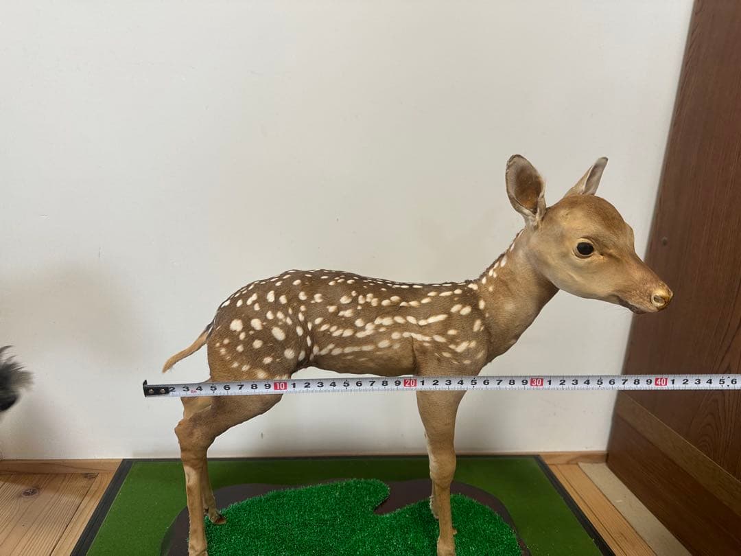 剥製 バンビ　子鹿 ニホンジカ 本物