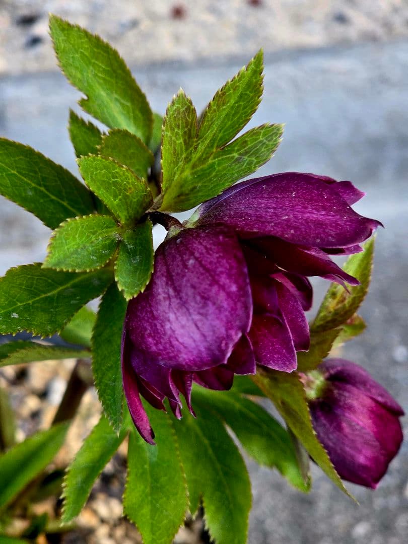 クリスマスローズ　キラメキレッド