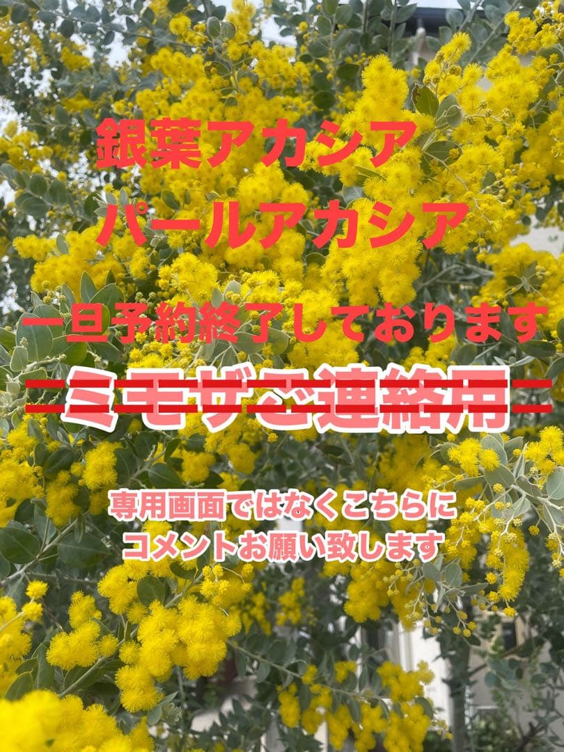 フレッシュ　ミモザ　パールアカシア