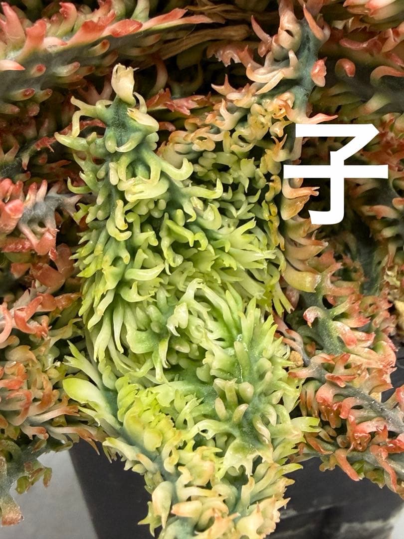 特上アロエ　ハイブリッド　Aloe hybrid 子株　第四種　Fe−16