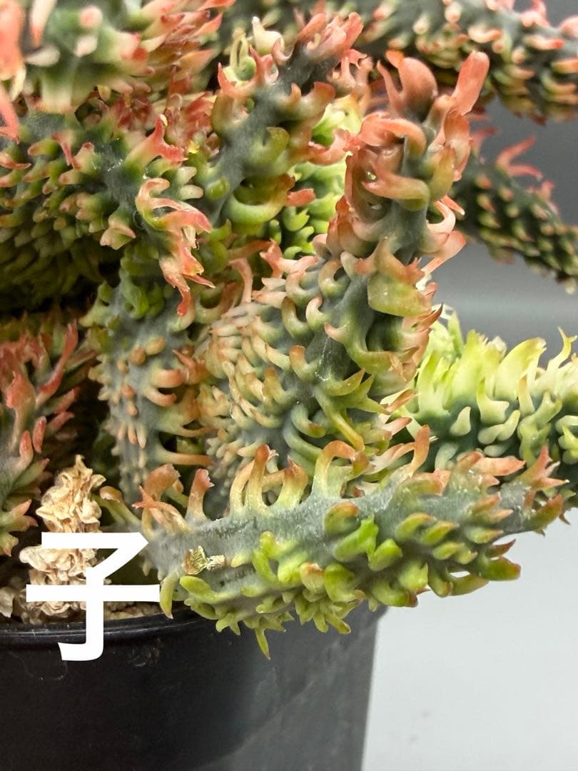 特上アロエ　ハイブリッド　Aloe hybrid 子株　第四種　Fe−16