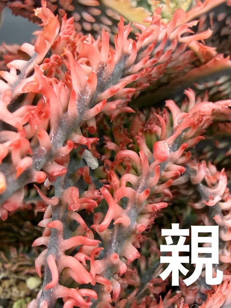 特上アロエ　ハイブリッド　Aloe hybrid 子株　第四種　Fe−16
