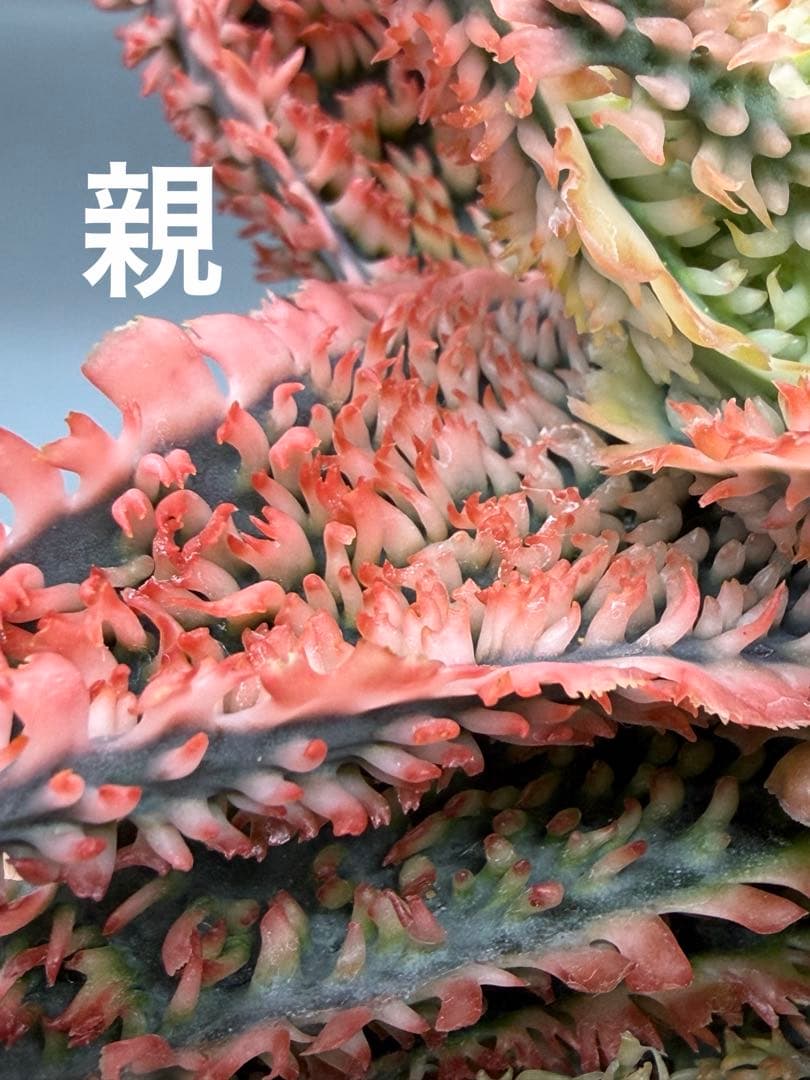 特上アロエ　ハイブリッド　Aloe hybrid 子株　第四種　Fe−16