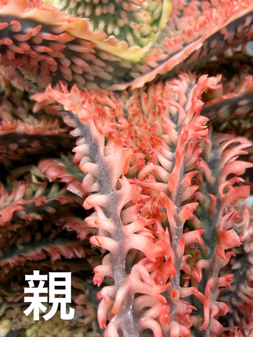 特上アロエ　ハイブリッド　Aloe hybrid 子株　第四種　Fe−16