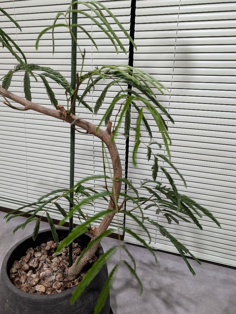 エバーフレッシュ 大型 観葉植物 室内 曲げ木