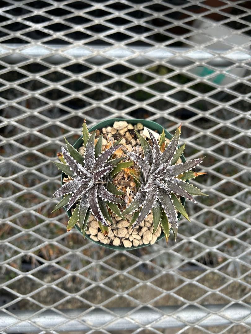 小型 DBディッキア Dyckia Bill Baker hybrid #214