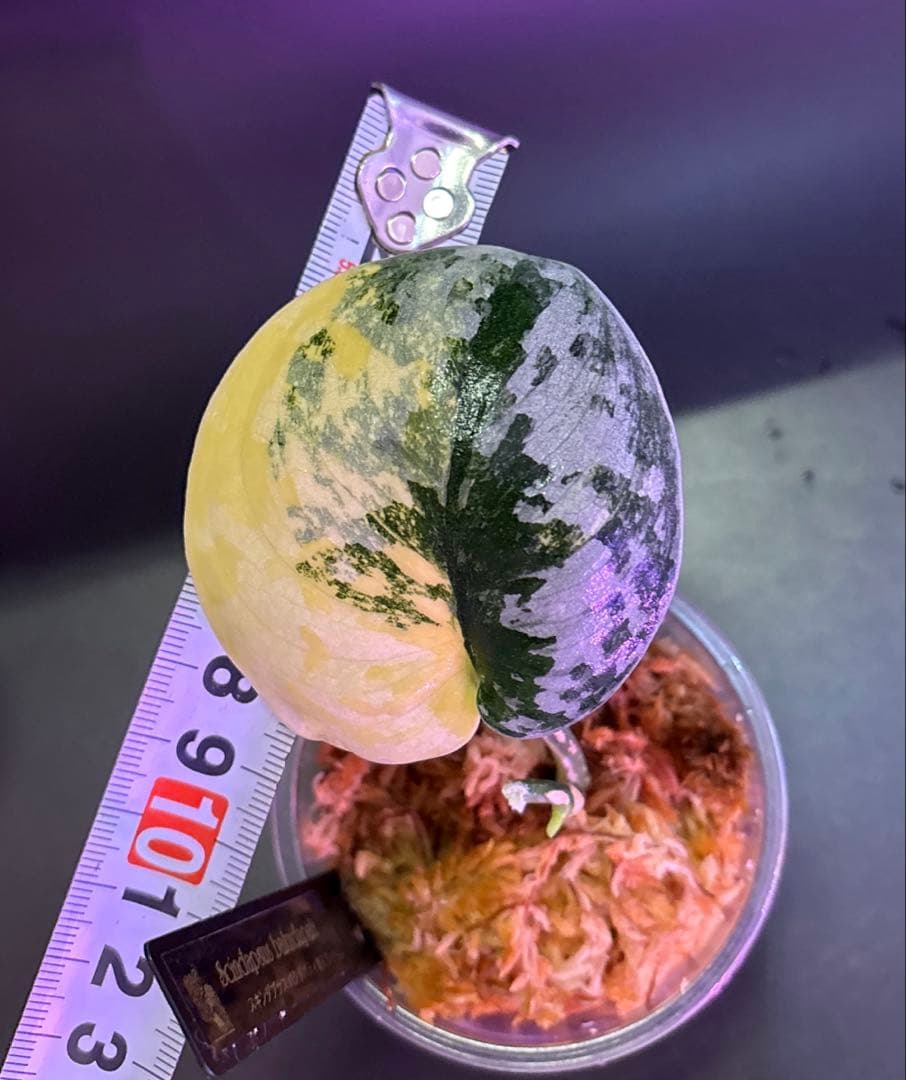 スキンダプサス　綺麗な斑入り　セットL3
