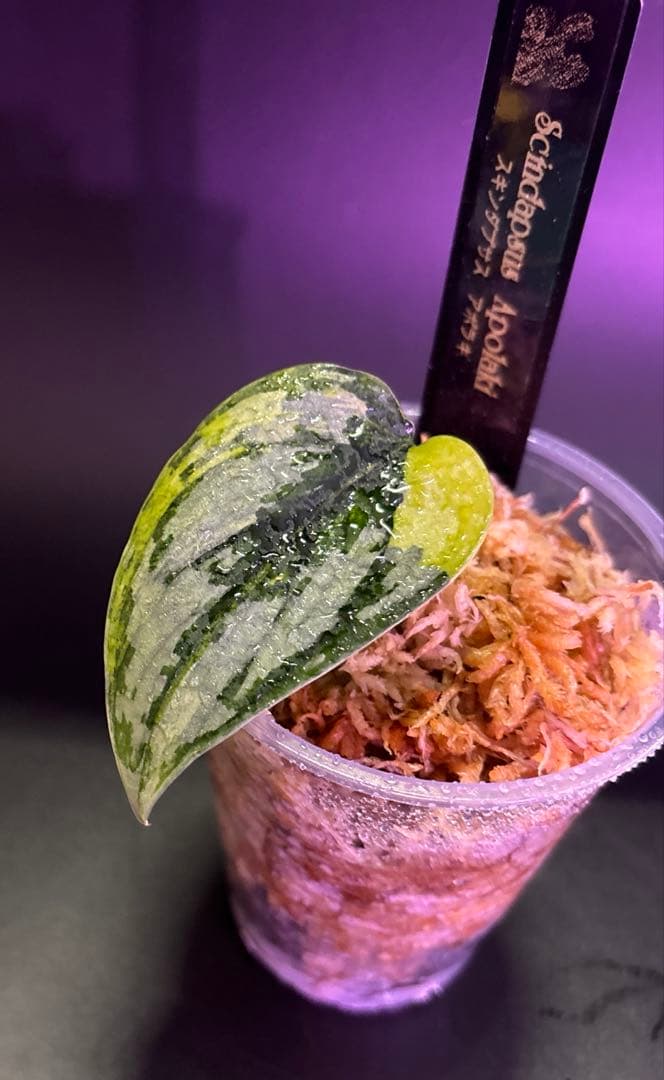 スキンダプサス　綺麗な斑入り　セットL3