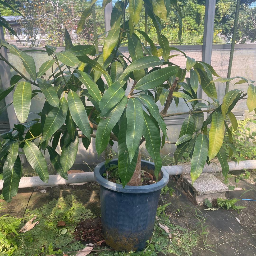 マンゴー苗　特大12号　紅キーツ　120センチカット　特価