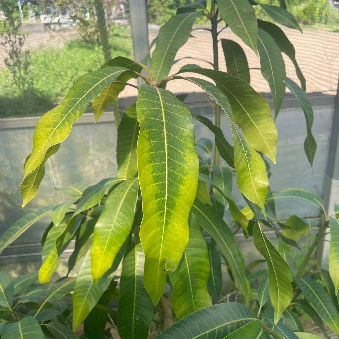 マンゴー苗　特大12号　紅キーツ　120センチカット　特価