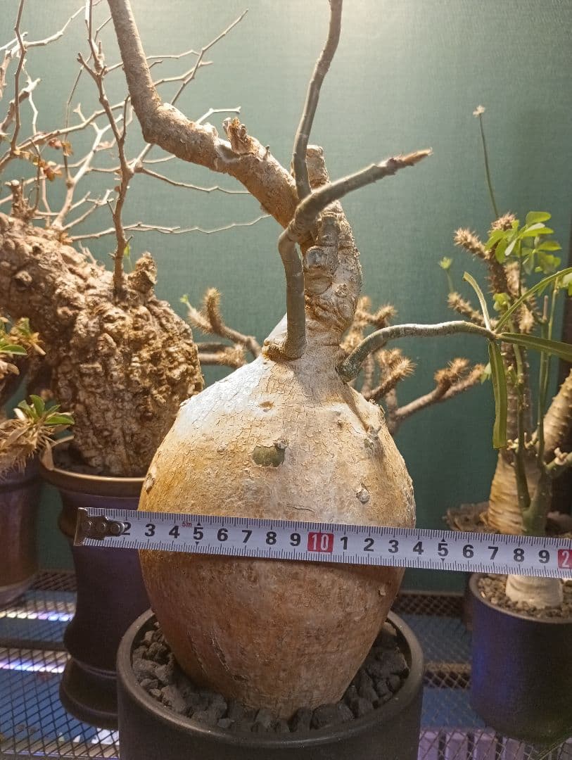 アデニウム ソマレンセ/ 塊根植物 コーデックス 　まん丸　コレクション株