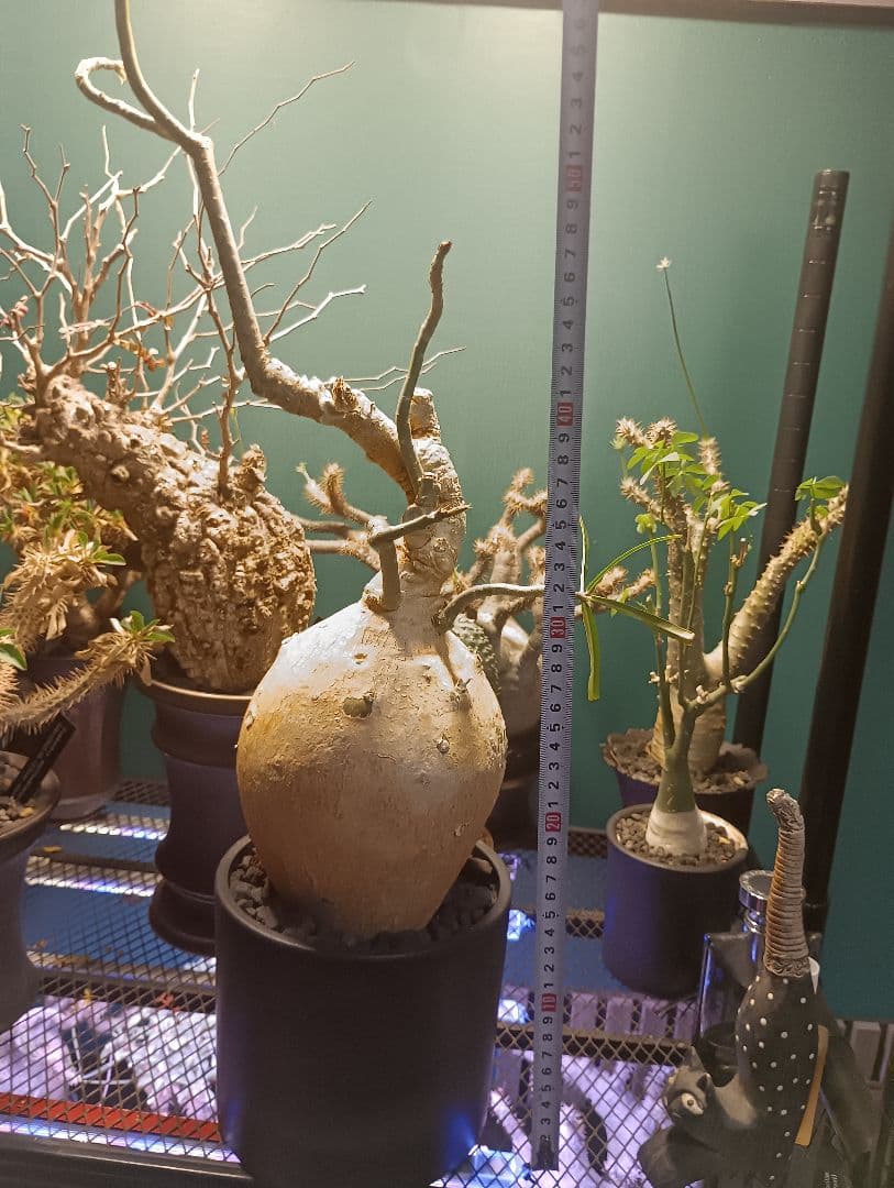 アデニウム ソマレンセ/ 塊根植物 コーデックス 　まん丸　コレクション株