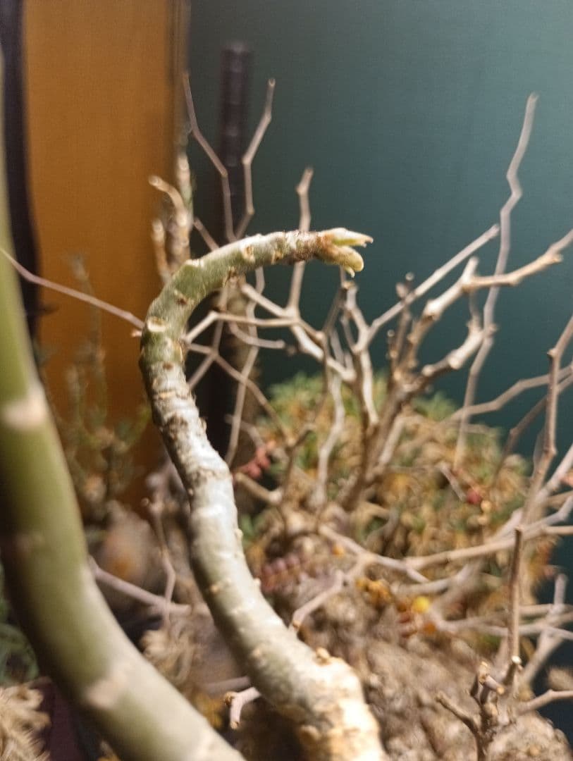 アデニウム ソマレンセ/ 塊根植物 コーデックス 　まん丸　コレクション株