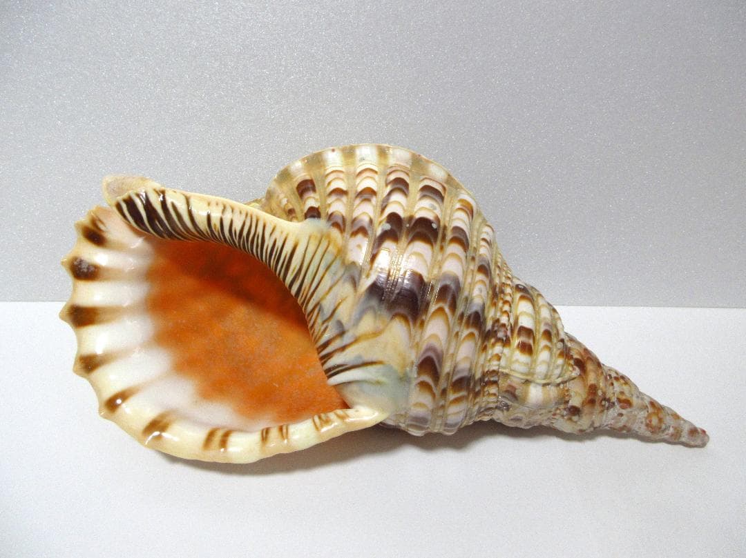 法螺貝 大型 約36cm ☆ ホラ貝 ほら貝