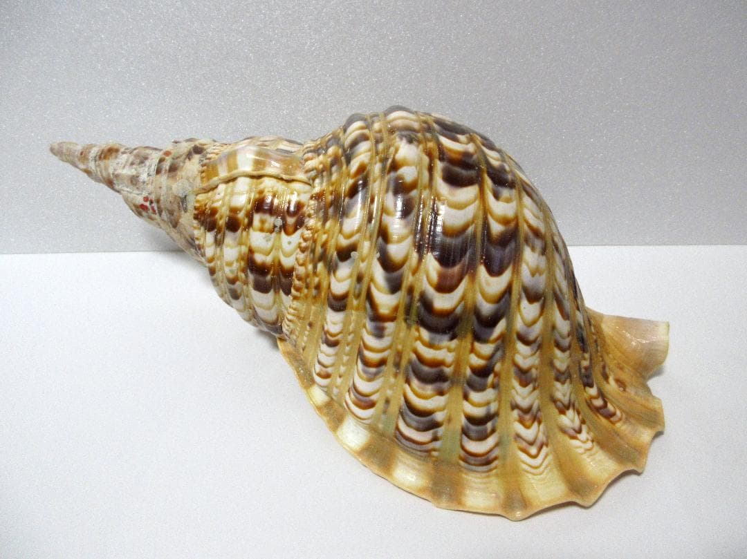 法螺貝 大型 約36cm ☆ ホラ貝 ほら貝