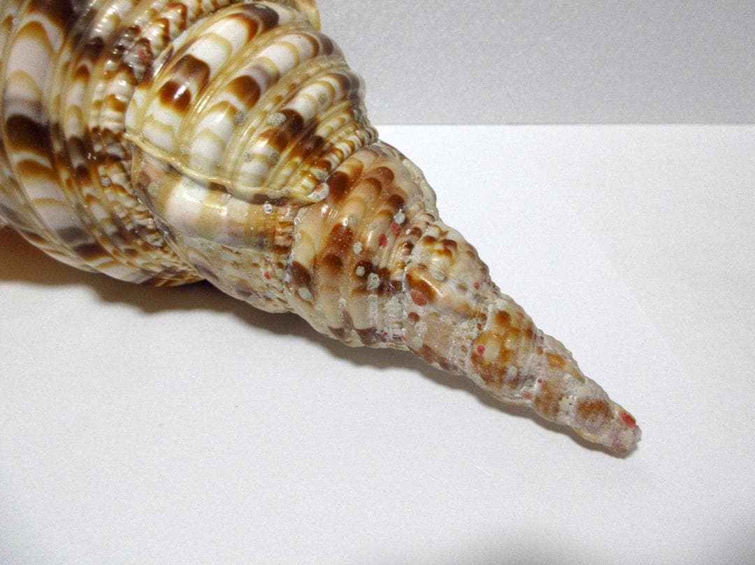 法螺貝 大型 約36cm ☆ ホラ貝 ほら貝