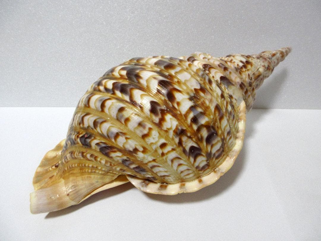 法螺貝 大型 約36cm ☆ ホラ貝 ほら貝