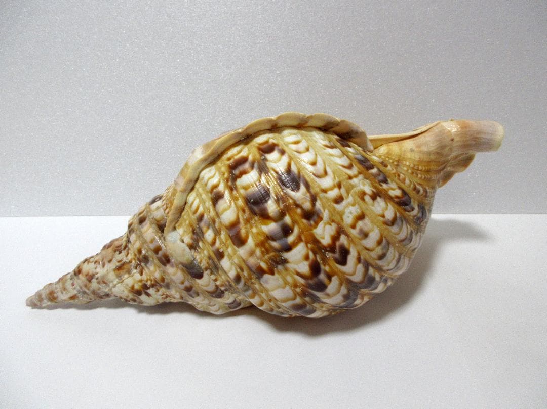 法螺貝 大型 約36cm ☆ ホラ貝 ほら貝