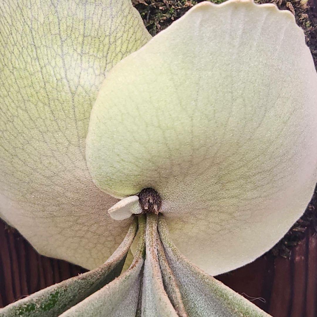 月光爪哇OC子株　ウィリンキー　ビカクシダ　willinckii ゲッコウジャワ