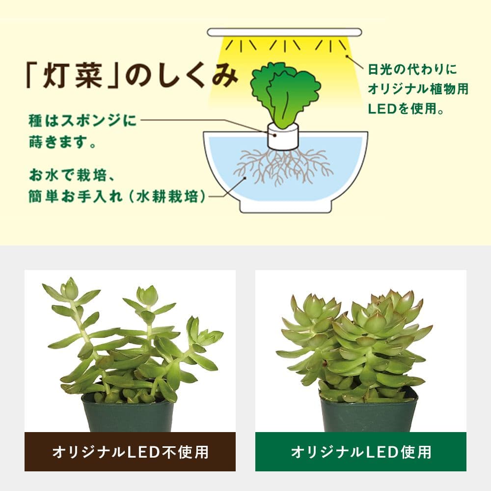 【新品】MotoM 灯菜 Akarina アイボリー OMA05 水耕栽培キット