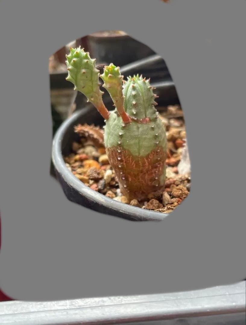 お問い合わせ中　画像更新9/25 オベサブロウ　抜き苗