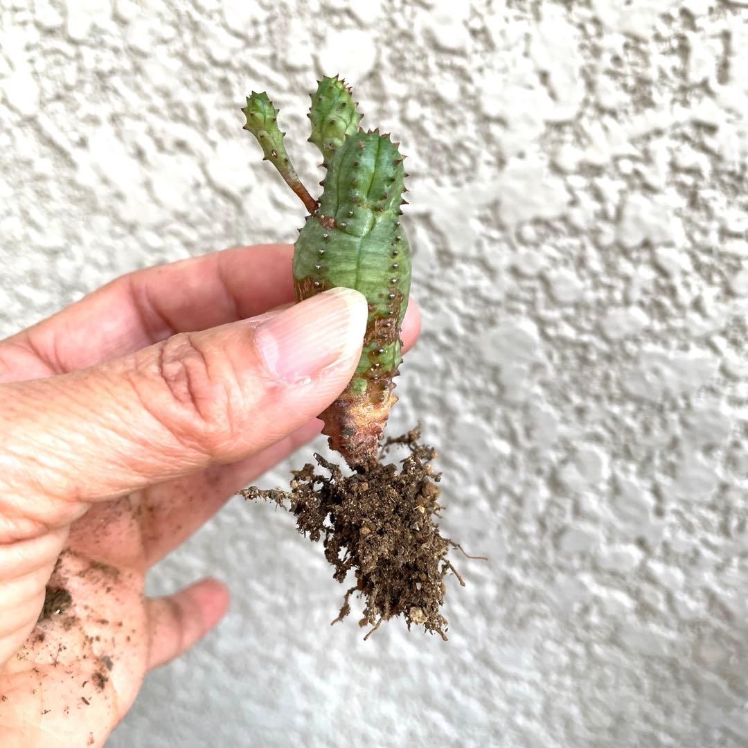 お問い合わせ中　画像更新9/25 オベサブロウ　抜き苗