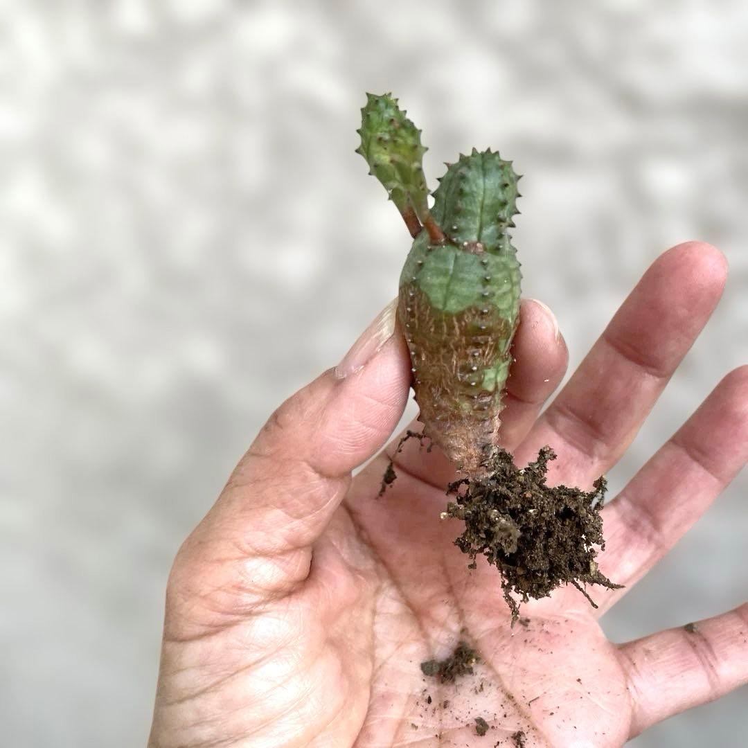 お問い合わせ中　画像更新9/25 オベサブロウ　抜き苗