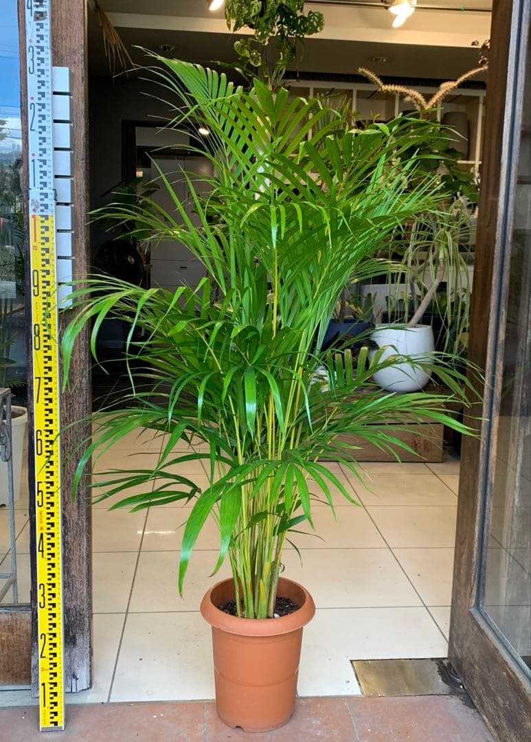 アレカヤシ 8号