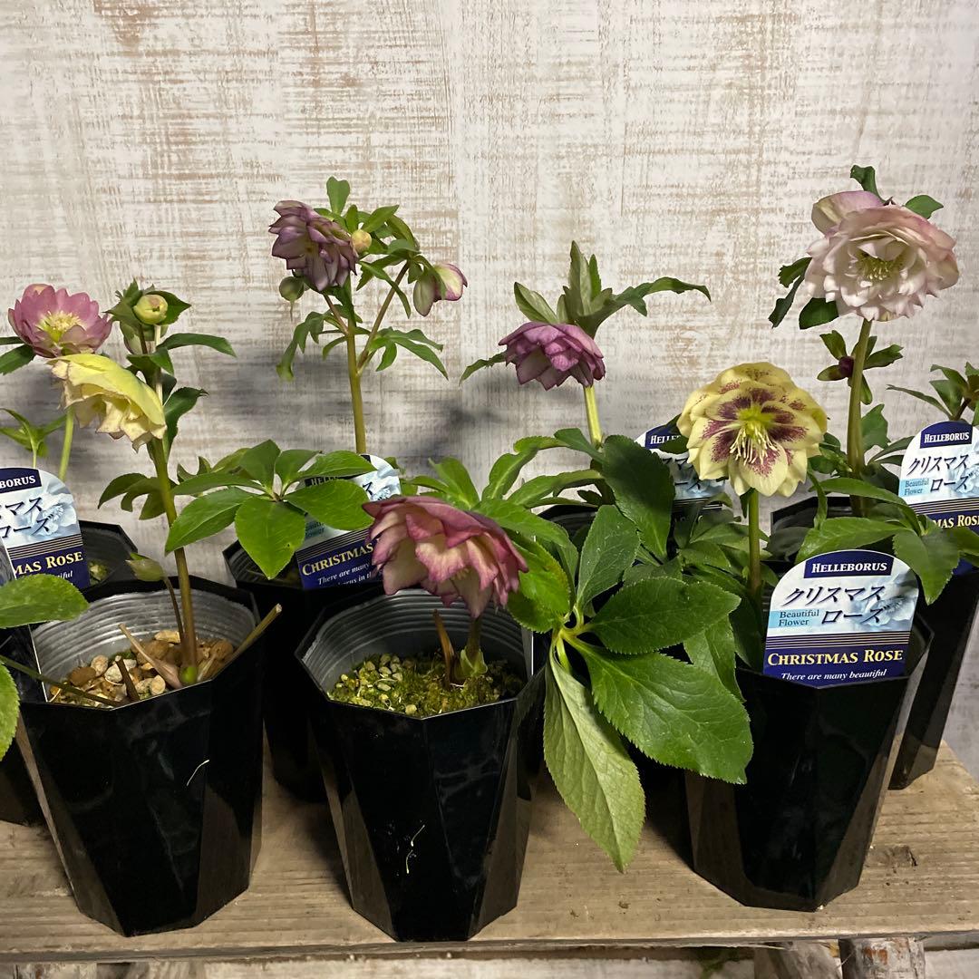 なおさん です♪2点セット！クリスマスローズ7鉢　4鉢　八重咲き　苗　苗木