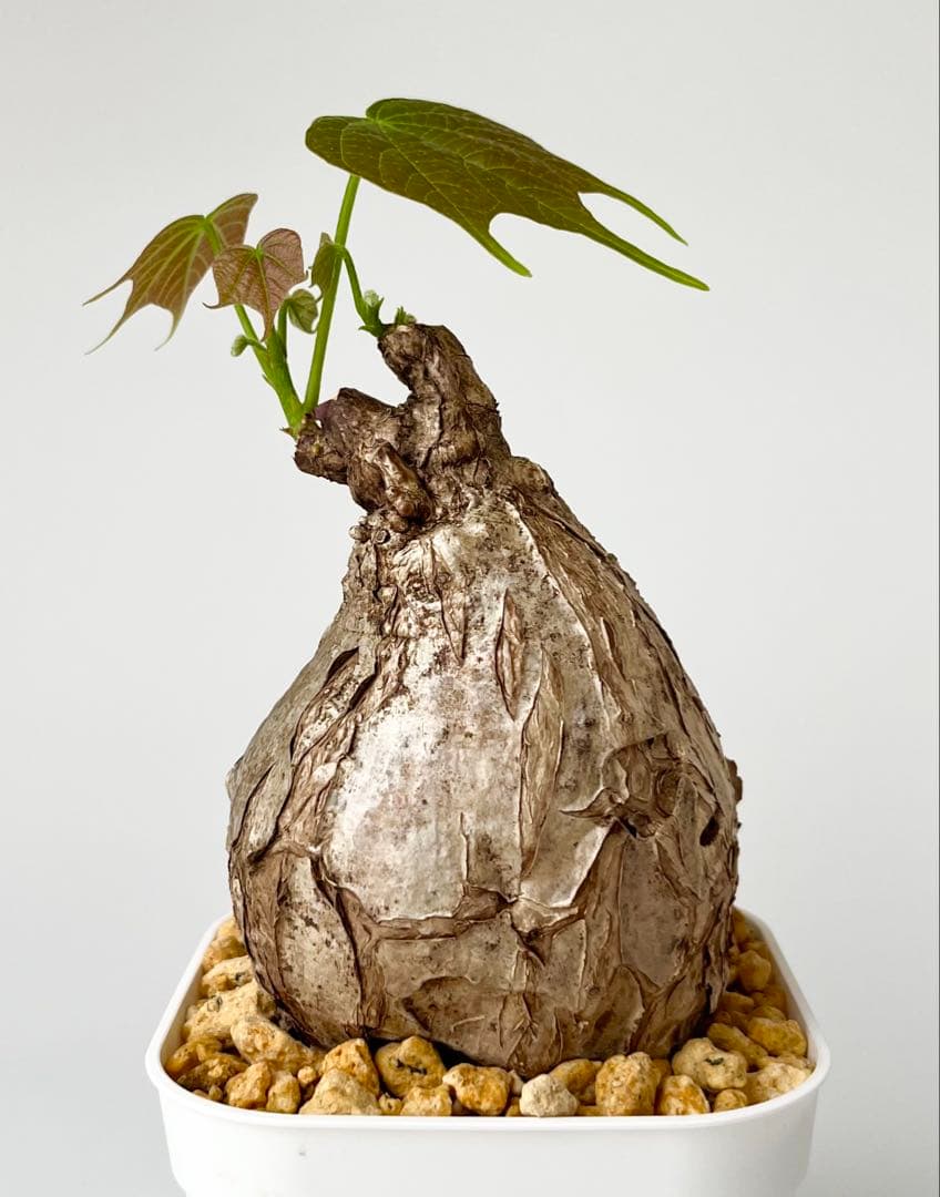 clara4545様 リクエスト 2点 まとめ商品