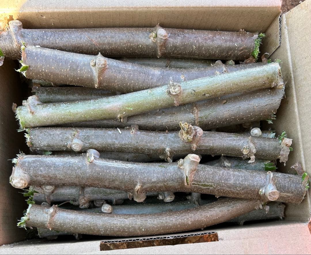 官能的な旨味と甘味。高級種◆キャッサバ・ゴールドSS◆挿し木枝。60サイズ箱満杯