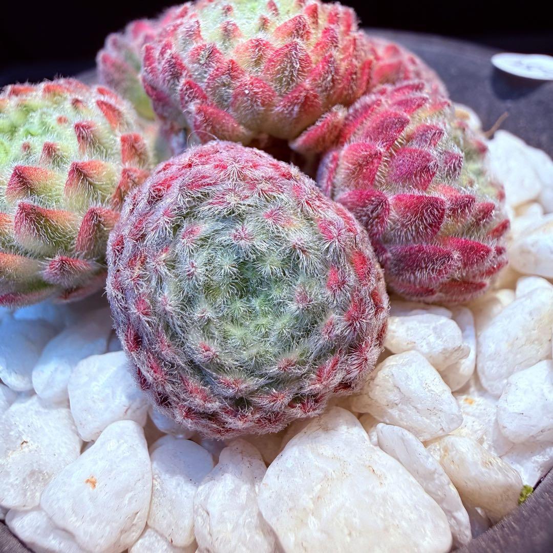 新入荷　レア新品種　センペルビウム錦　(6つ)セット　多肉植物
