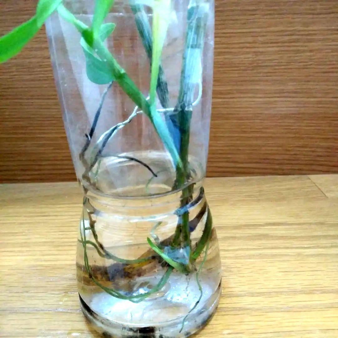 デンドロビウム B 水挿し発根苗 1本