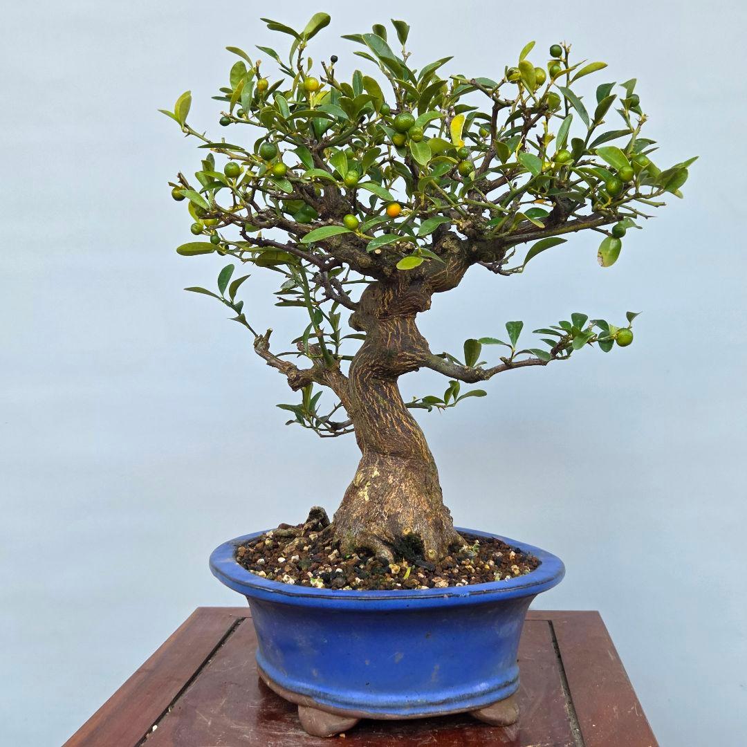 キンズ　金豆　[双幹木]　中品盆栽