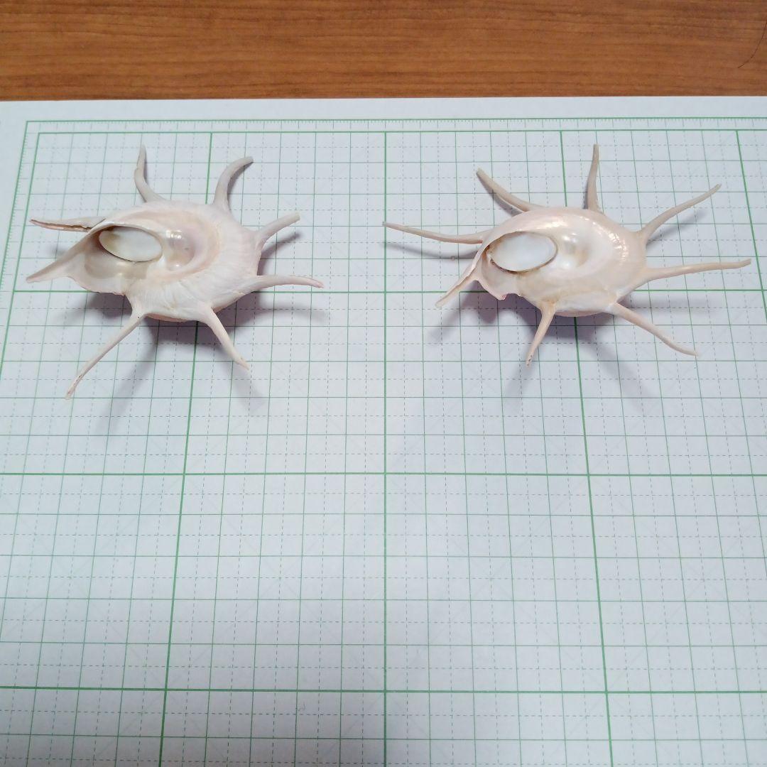 ハリナガリンボウ　蓋つき　②