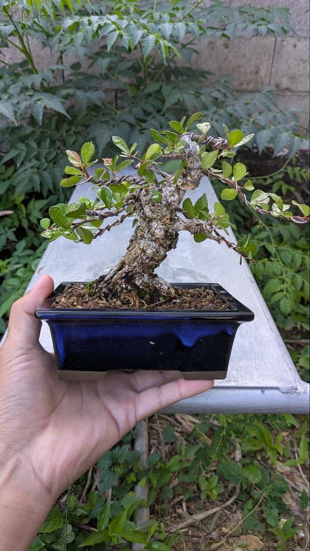 ハリツルマサキ（マッコウ）小品盆栽　荒れ肌