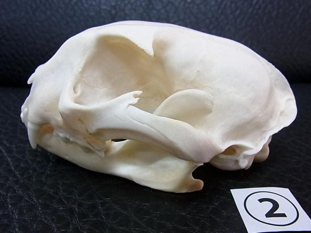 貴重！美！カラカル　頭骨 ※登録票付